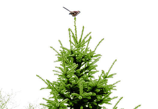 Mockingbird perched atop a pine tree
