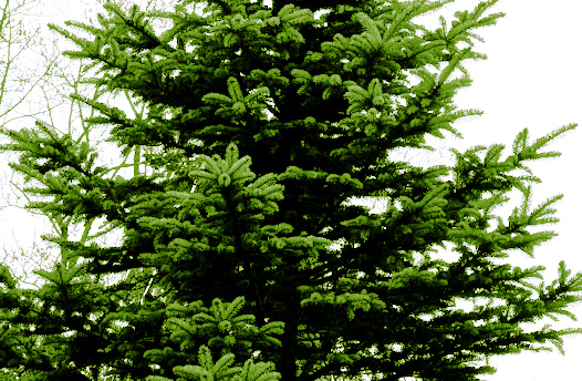 Pine tree continued